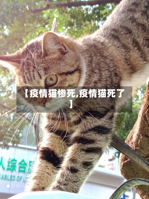 【疫情猫惨死,疫情猫死了】-第2张图片