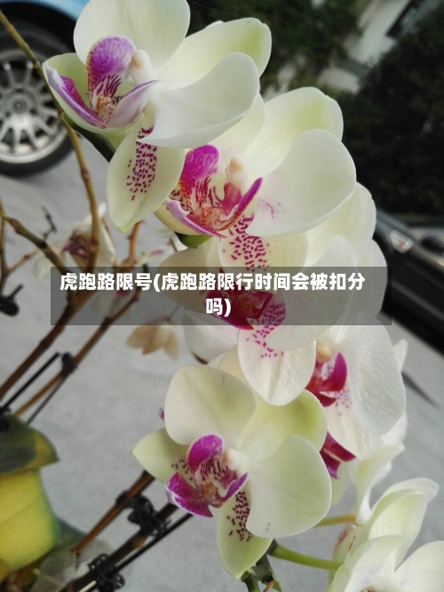 虎跑路限号(虎跑路限行时间会被扣分吗)