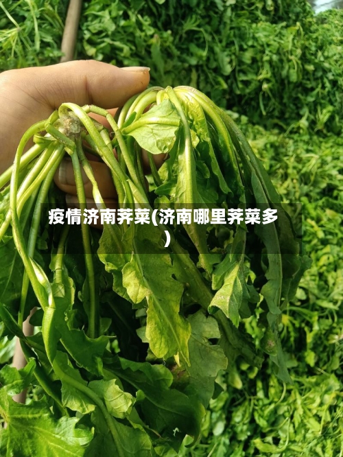 疫情济南荠菜(济南哪里荠菜多)-第3张图片