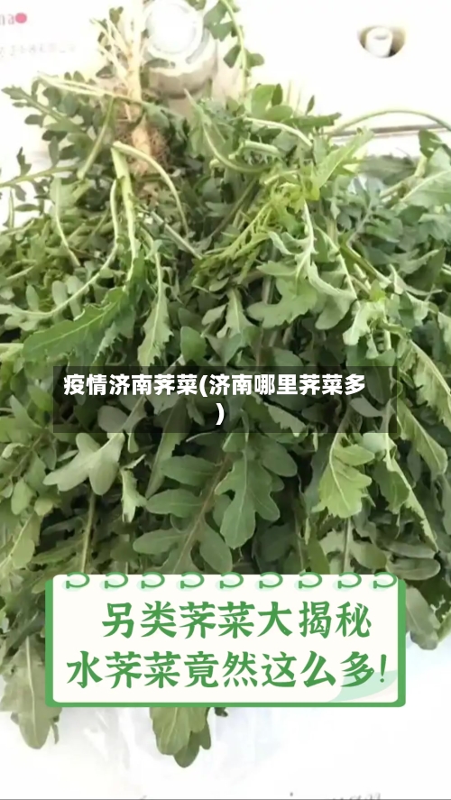 疫情济南荠菜(济南哪里荠菜多)-第2张图片