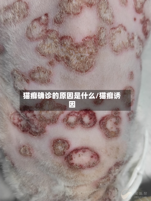 猫癣确诊的原因是什么/猫癣诱因-第3张图片