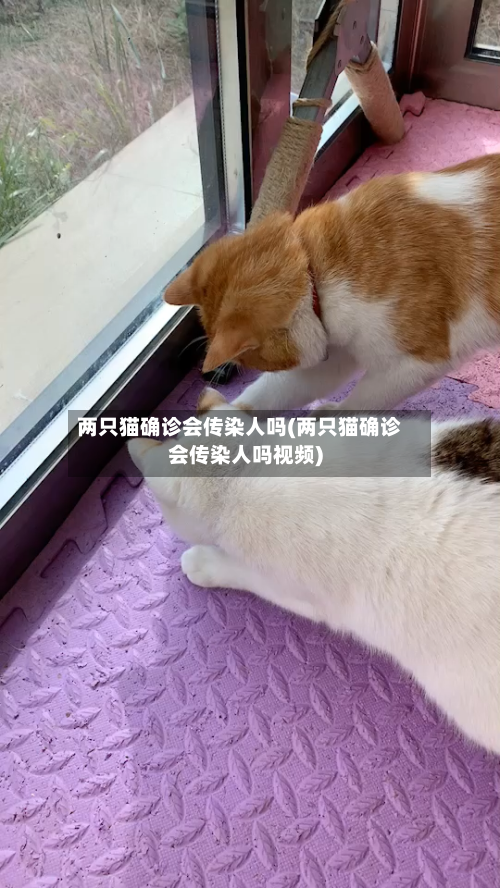 两只猫确诊会传染人吗(两只猫确诊会传染人吗视频)
